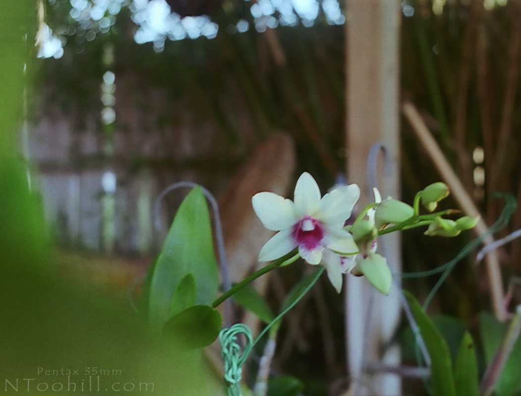 Purple and White Orchid